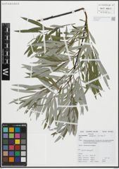 Foto von Salix eleagnos Scop.